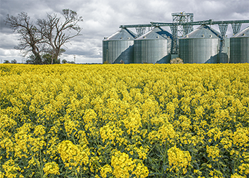 Green-energy_biodiesel